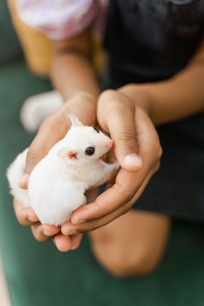 animal de compagnie insolite