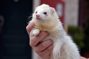 furet