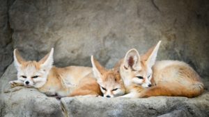 Le fennec