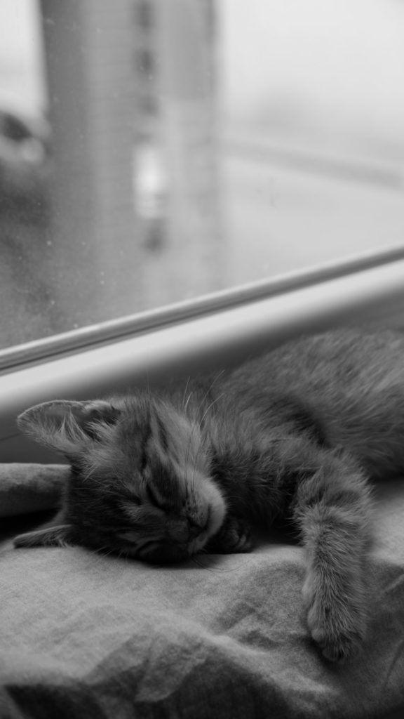 Patte gonflée de chat